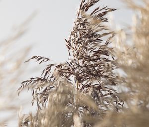 Preview wallpaper grass, spike, plant, grain, macro