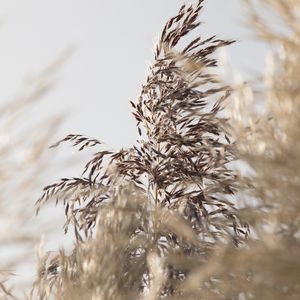 Preview wallpaper grass, spike, plant, grain, macro