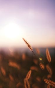 Preview wallpaper grass, spikelet, macro, plant