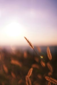 Preview wallpaper grass, spikelet, macro, plant