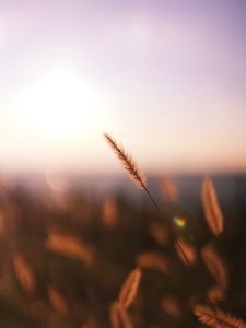 Preview wallpaper grass, spikelet, macro, plant