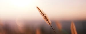 Preview wallpaper grass, spikelet, macro, plant