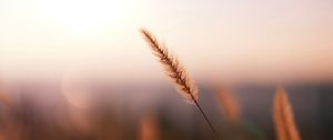 Preview wallpaper grass, spikelet, macro, plant