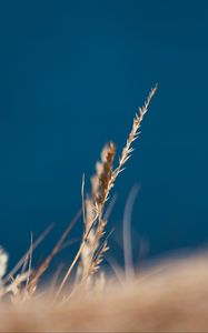 Preview wallpaper grass, spikelet, macro, plants, nature