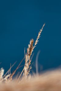 Preview wallpaper grass, spikelet, macro, plants, nature