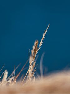 Preview wallpaper grass, spikelet, macro, plants, nature