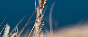 Preview wallpaper grass, spikelet, macro, plants, nature