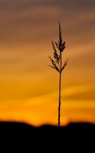 Preview wallpaper grass, spikelet, plant, macro, dusk, dark