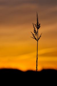 Preview wallpaper grass, spikelet, plant, macro, dusk, dark