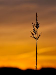 Preview wallpaper grass, spikelet, plant, macro, dusk, dark