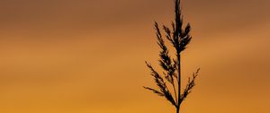 Preview wallpaper grass, spikelet, plant, macro, dusk, dark