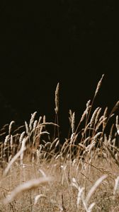 Preview wallpaper grass, spikelets, dry, plants