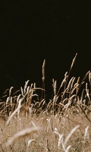 Preview wallpaper grass, spikelets, dry, plants