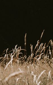 Preview wallpaper grass, spikelets, dry, plants