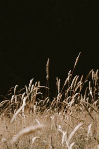 Preview wallpaper grass, spikelets, dry, plants