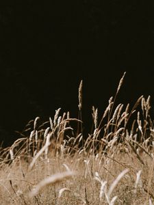 Preview wallpaper grass, spikelets, dry, plants