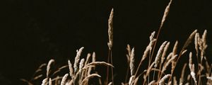 Preview wallpaper grass, spikelets, dry, plants