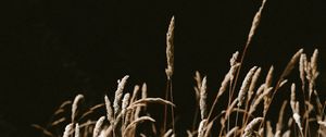 Preview wallpaper grass, spikelets, dry, plants