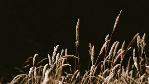 Preview wallpaper grass, spikelets, dry, plants