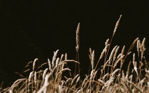 Preview wallpaper grass, spikelets, dry, plants