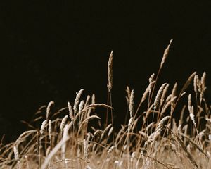 Preview wallpaper grass, spikelets, dry, plants