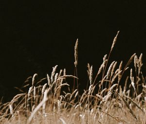 Preview wallpaper grass, spikelets, dry, plants