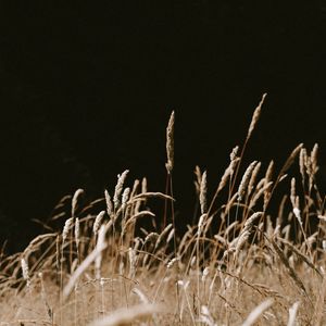 Preview wallpaper grass, spikelets, dry, plants