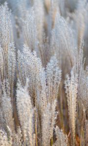 Preview wallpaper grass, spikelets, macro, dry, fluffy