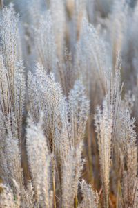 Preview wallpaper grass, spikelets, macro, dry, fluffy