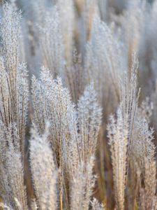 Preview wallpaper grass, spikelets, macro, dry, fluffy