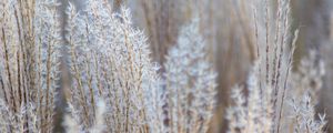 Preview wallpaper grass, spikelets, macro, dry, fluffy