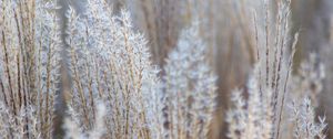 Preview wallpaper grass, spikelets, macro, dry, fluffy