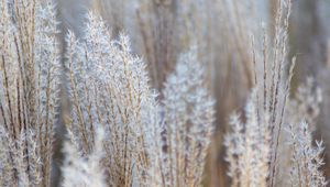 Preview wallpaper grass, spikelets, macro, dry, fluffy