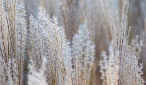 Preview wallpaper grass, spikelets, macro, dry, fluffy