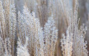 Preview wallpaper grass, spikelets, macro, dry, fluffy