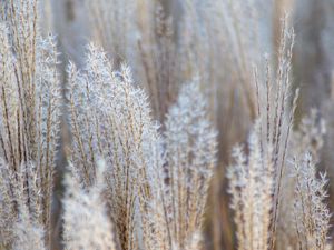 Preview wallpaper grass, spikelets, macro, dry, fluffy