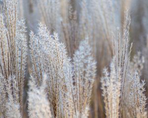 Preview wallpaper grass, spikelets, macro, dry, fluffy