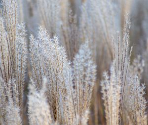 Preview wallpaper grass, spikelets, macro, dry, fluffy