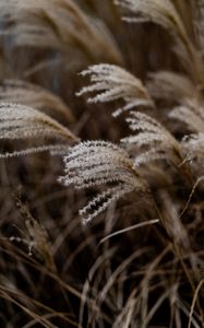 Preview wallpaper grass, spikelets, macro, plants