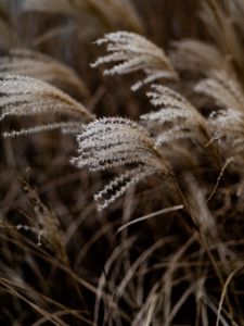 Preview wallpaper grass, spikelets, macro, plants