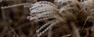 Preview wallpaper grass, spikelets, macro, plants