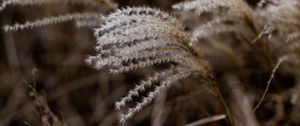 Preview wallpaper grass, spikelets, macro, plants