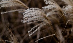 Preview wallpaper grass, spikelets, macro, plants