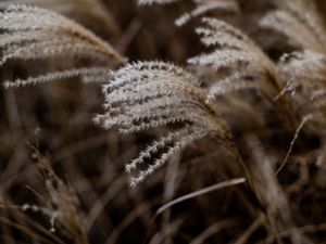 Preview wallpaper grass, spikelets, macro, plants