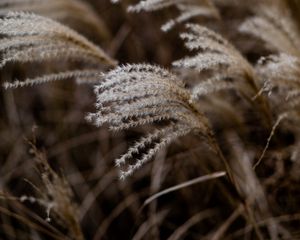 Preview wallpaper grass, spikelets, macro, plants