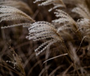 Preview wallpaper grass, spikelets, macro, plants