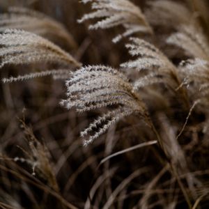 Preview wallpaper grass, spikelets, macro, plants