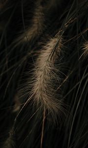 Preview wallpaper grass, spikelets, macro, plant