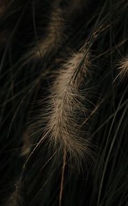 Preview wallpaper grass, spikelets, macro, plant