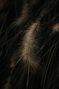 Preview wallpaper grass, spikelets, macro, plant